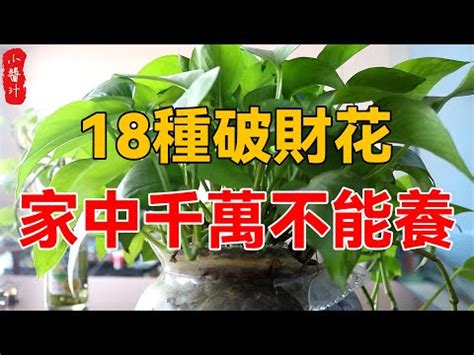 陽台盆栽風水|前陽台招財植物大全！15 種適合陽台的植物助你財源。